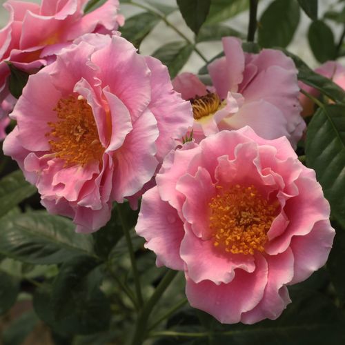 Gärtnerei - Rosa Torockó - rosa - kletterrosen - diskret duftend - Márk Gergely - -